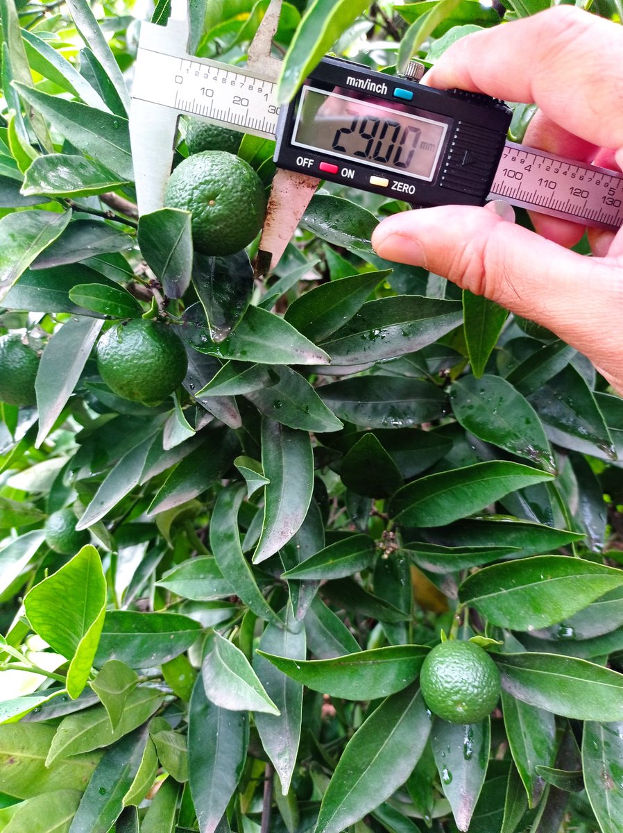 Fitogar_'s tweet photo. El mejor amigo de nuestros técnicos durante estos meses, el calibre o pie de rey.
Clemenules en Castellón, con calibre 29 mm.
#Fitogar #LaNuevaAgricultura https://t.co/C1ldocP0If
