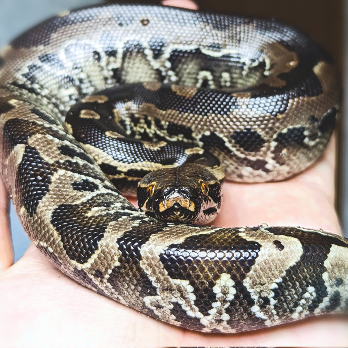 ya_dgns's tweet image. イカつさ🙆⭕
#スマトラブラッドパイソン 
#bloodpython