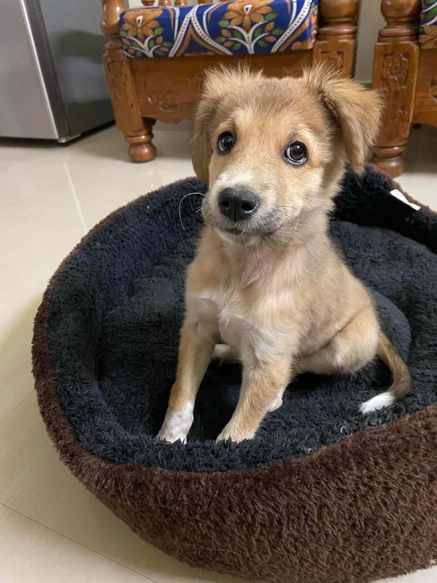ClintonChakma56's tweet photo. My sweetest friend ♥️
Milo https://t.co/c4PVUvUXCQ