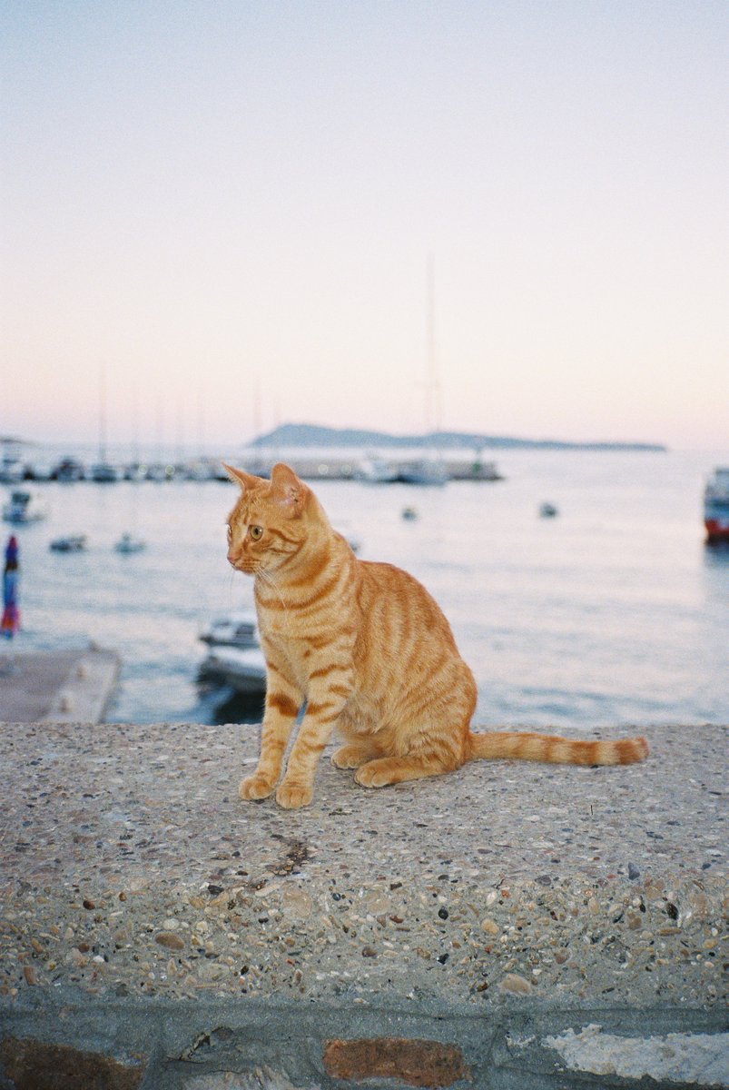 MarinMester's tweet image. summer patterns