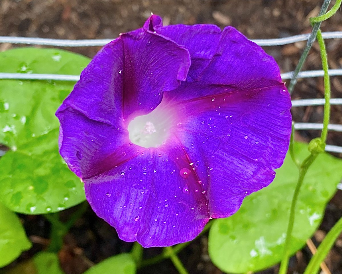 MonaLisaLvsHeah's tweet image. The daily blooms at home are a sight for sore eyes following the commute from Boston - Foxglove, Lemon Day Lily, Morning Glory, Clematis

Central MA

#flowerreport #complementarycolors #flowers #purplicious