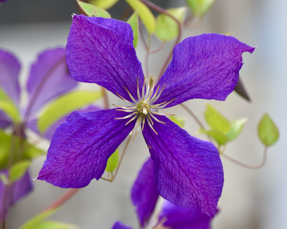 MonaLisaLvsHeah's tweet image. The daily blooms at home are a sight for sore eyes following the commute from Boston - Foxglove, Lemon Day Lily, Morning Glory, Clematis

Central MA

#flowerreport #complementarycolors #flowers #purplicious