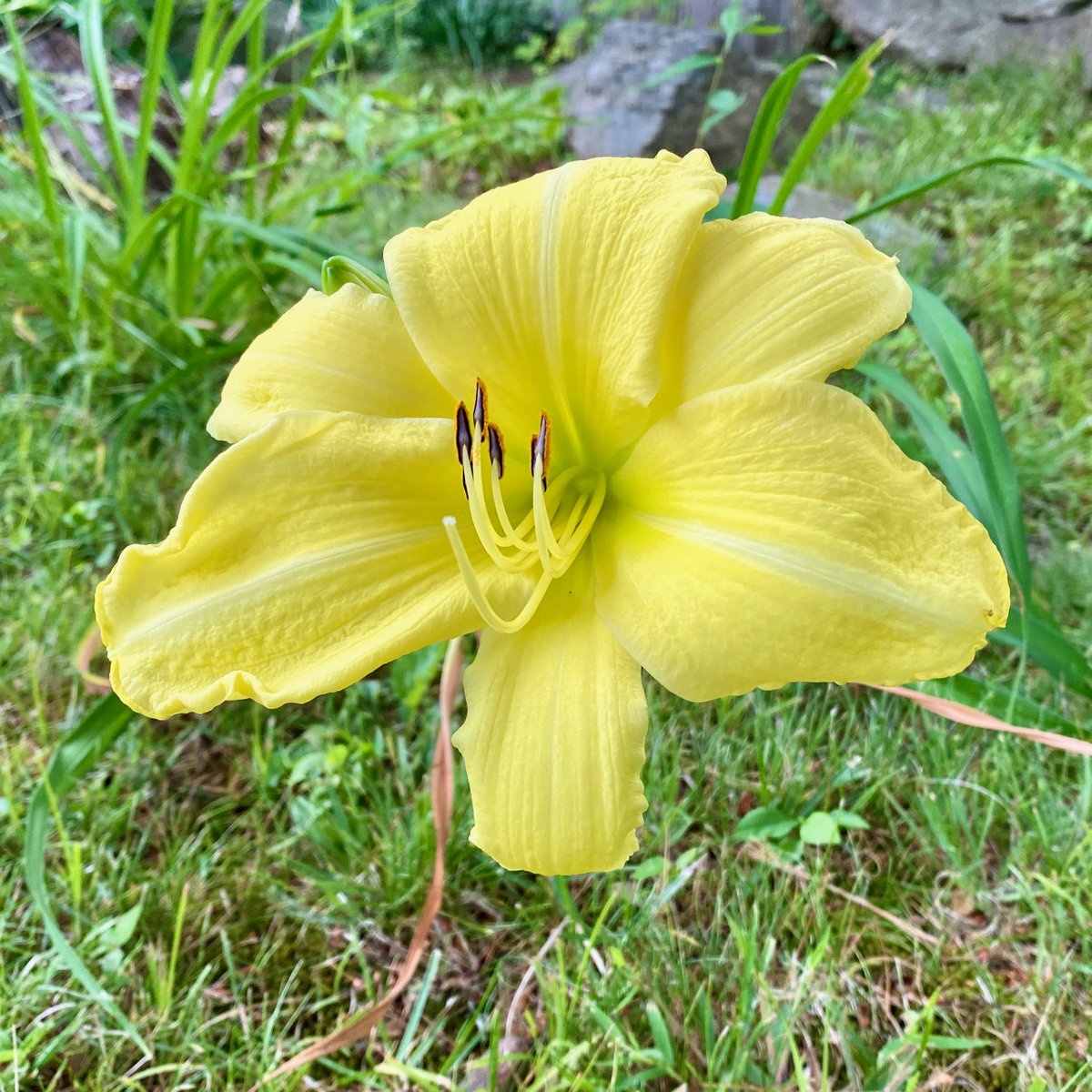 MonaLisaLvsHeah's tweet image. The daily blooms at home are a sight for sore eyes following the commute from Boston - Foxglove, Lemon Day Lily, Morning Glory, Clematis

Central MA

#flowerreport #complementarycolors #flowers #purplicious