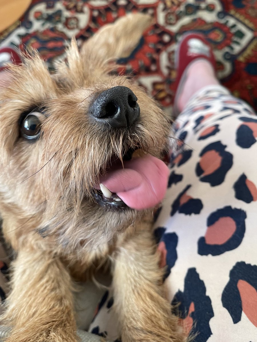 Ich mach’s <a href="/HerrTheolino/">Herr Theolino - 📯  Guten-Morgen Minister</a> nach und schicke dem @twitterrudel schöne Grüße zum  #TongueOutTuesday !
Eure Fesy