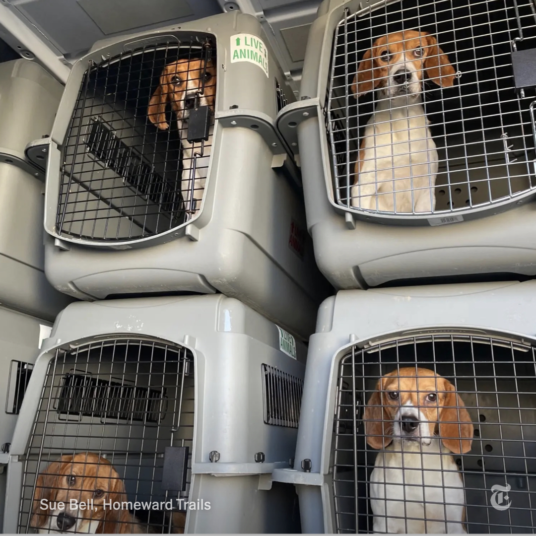 About 4,000 beagles were rescued from a breeding and research facility in Virginia that broke regulations and left the animals underfed, ill and injured.

Now the authorities have about two months to find the dogs new homes.
nyti.ms/3yZ6J50