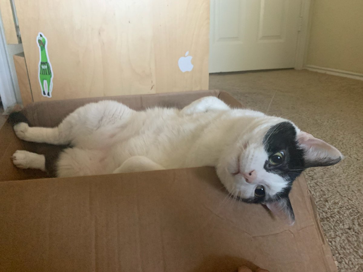 MikeTheNav's tweet photo. @lilc0smic My best/nest buddy😻😻😻 https://t.co/2WerlIzMSz
