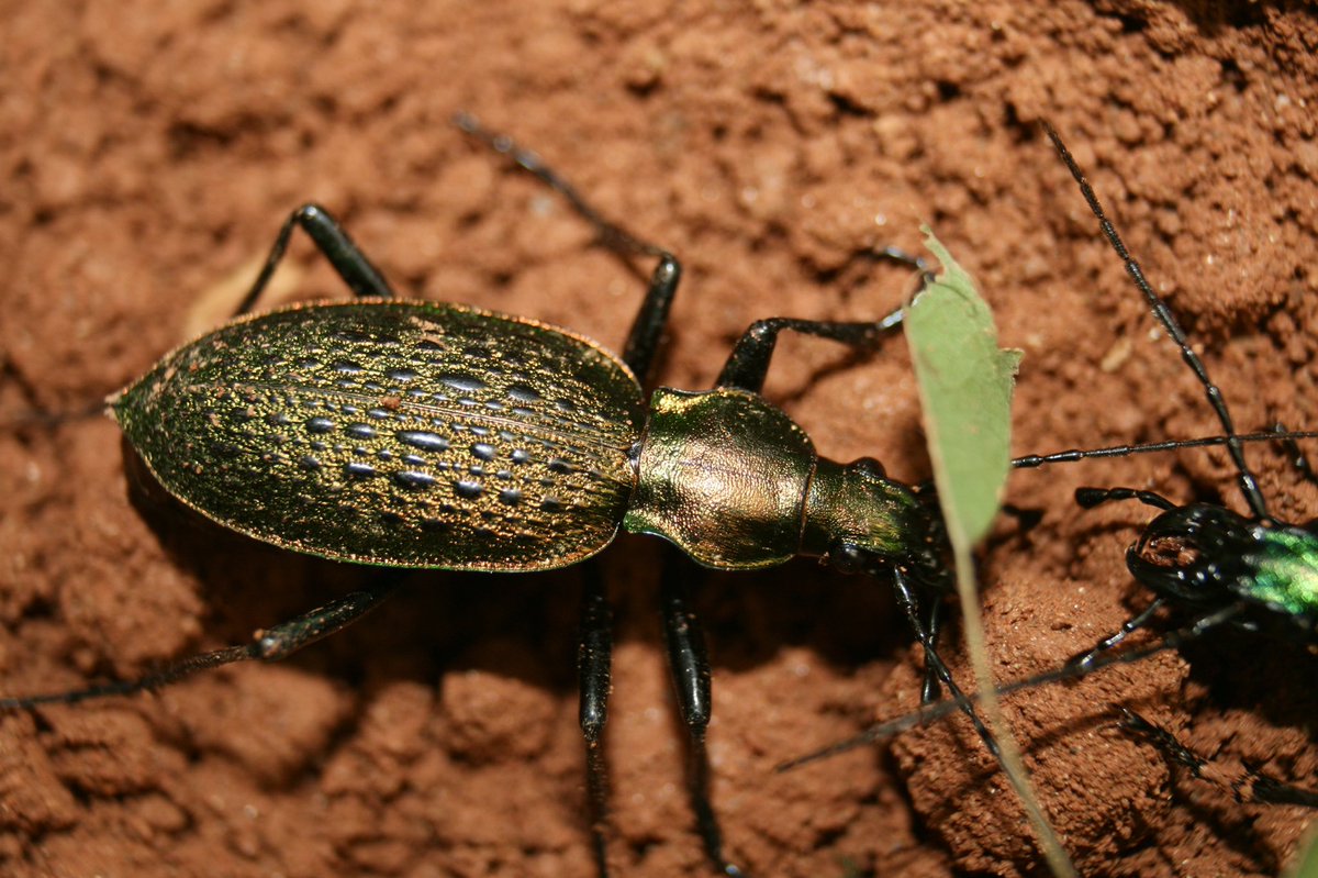 北朝鮮のアオカブリモドキ C. smaragdinus yanggangensis メス