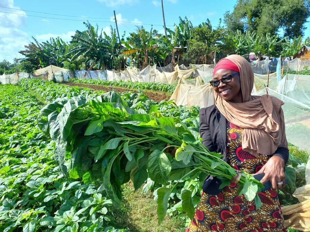 ViungoProject's tweet photo. #ViungoProject supporting beneficiaries with Kitchen garden farming skills to ensure access of enough #vegetables for household use to improve family nutrition in the Isles.

VIUNGO project implemented in #Zanzibar under #AgriConnect #Tanzania program funded by @EUinTZ https://t.co/o1nb4aC0gl