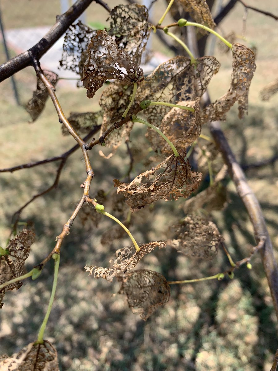 Linden tree carnage from #japanesebeetle   Beginning to really dislike this insect.