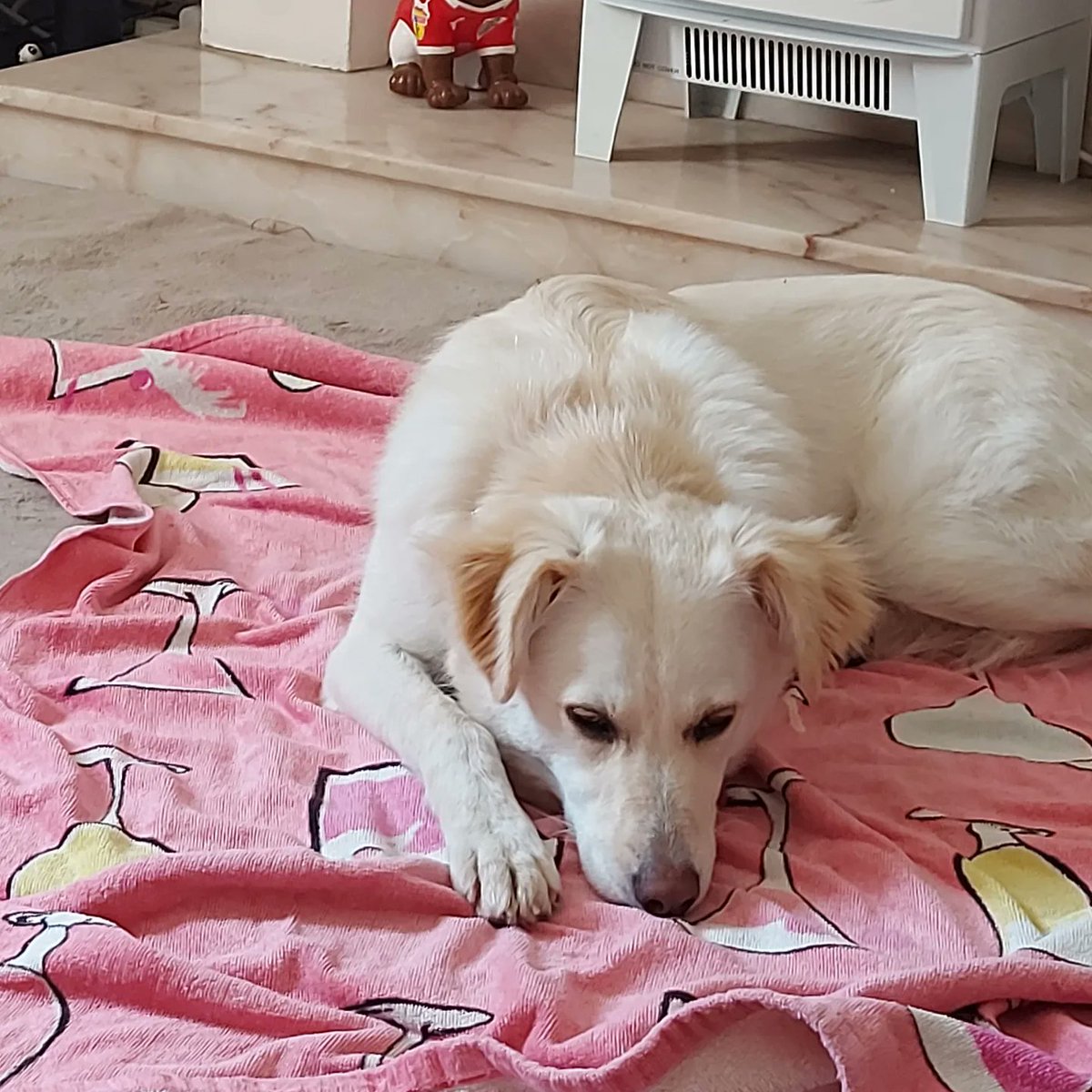 So hot! Put a towel in the fridge for an hour, she approves! #romanianrescuedog  #rescuedog #rommierescue #rescuedog #adoptdontshop #streetdog #dogsforall #rescuedoguk #doglover #romarescue