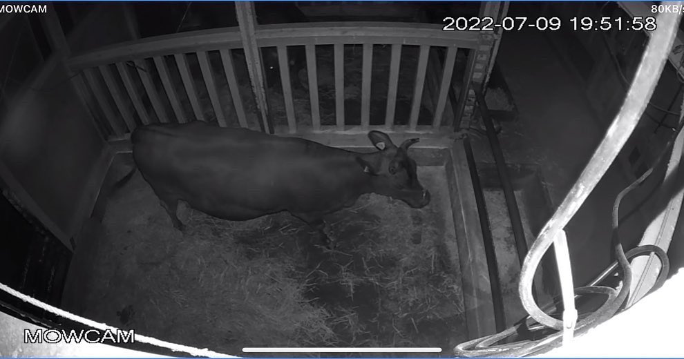 abfam64's tweet image. モウカム(牛舎見守りシステム)

スマホで24時間監視できるので
分娩時に大活躍🐂
そしてこのネーミング最高☺️

#MOWCAM
#仙台牛