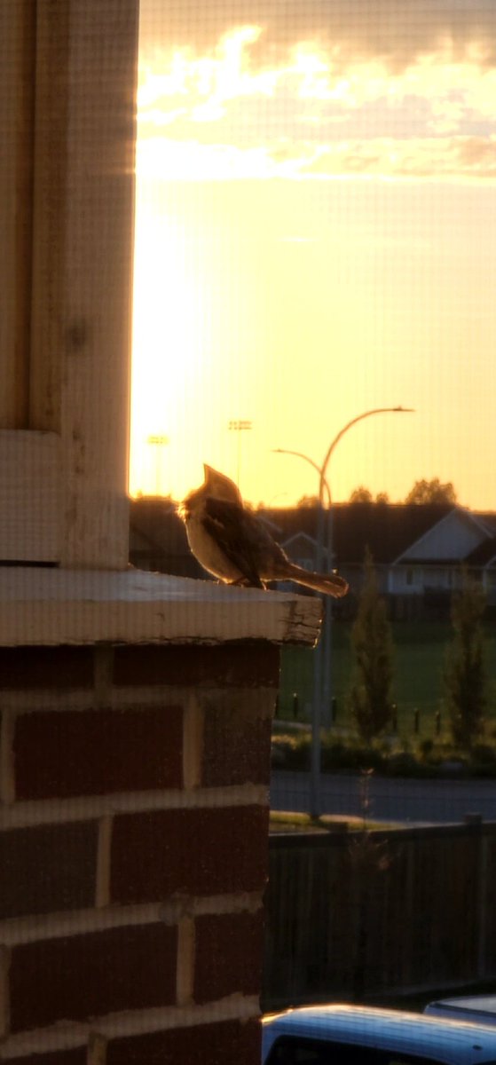 its__Jessica27's tweet photo. Bits is being majestic this morning. He's got quite a lot to say !
#morningfriend #sparrow #Littlefield #bird #birb #singsong https://t.co/BhnJtX7xOO