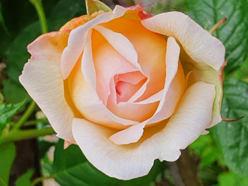 Rose Sweet Honey. Lovely - #RoseoftheYear 2020. #gardening #roses #GardeningTwitter