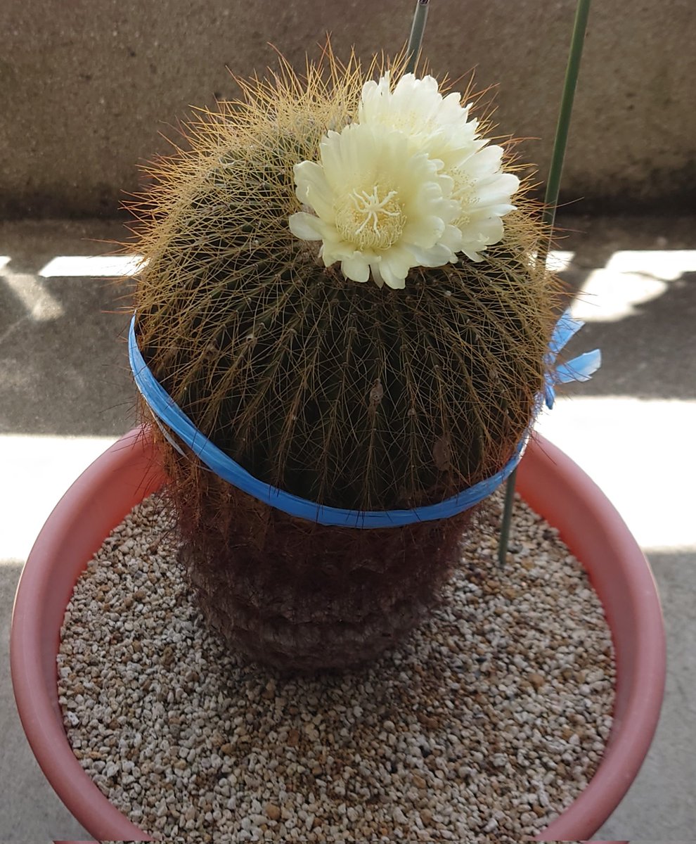 BuildYangmin's tweet photo. 今年も🌵サボ子さんに花が咲きました！ https://t.co/WR0JvO7C5z