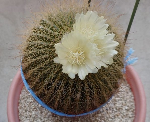 BuildYangmin's tweet photo. 今年も🌵サボ子さんに花が咲きました！ https://t.co/WR0JvO7C5z
