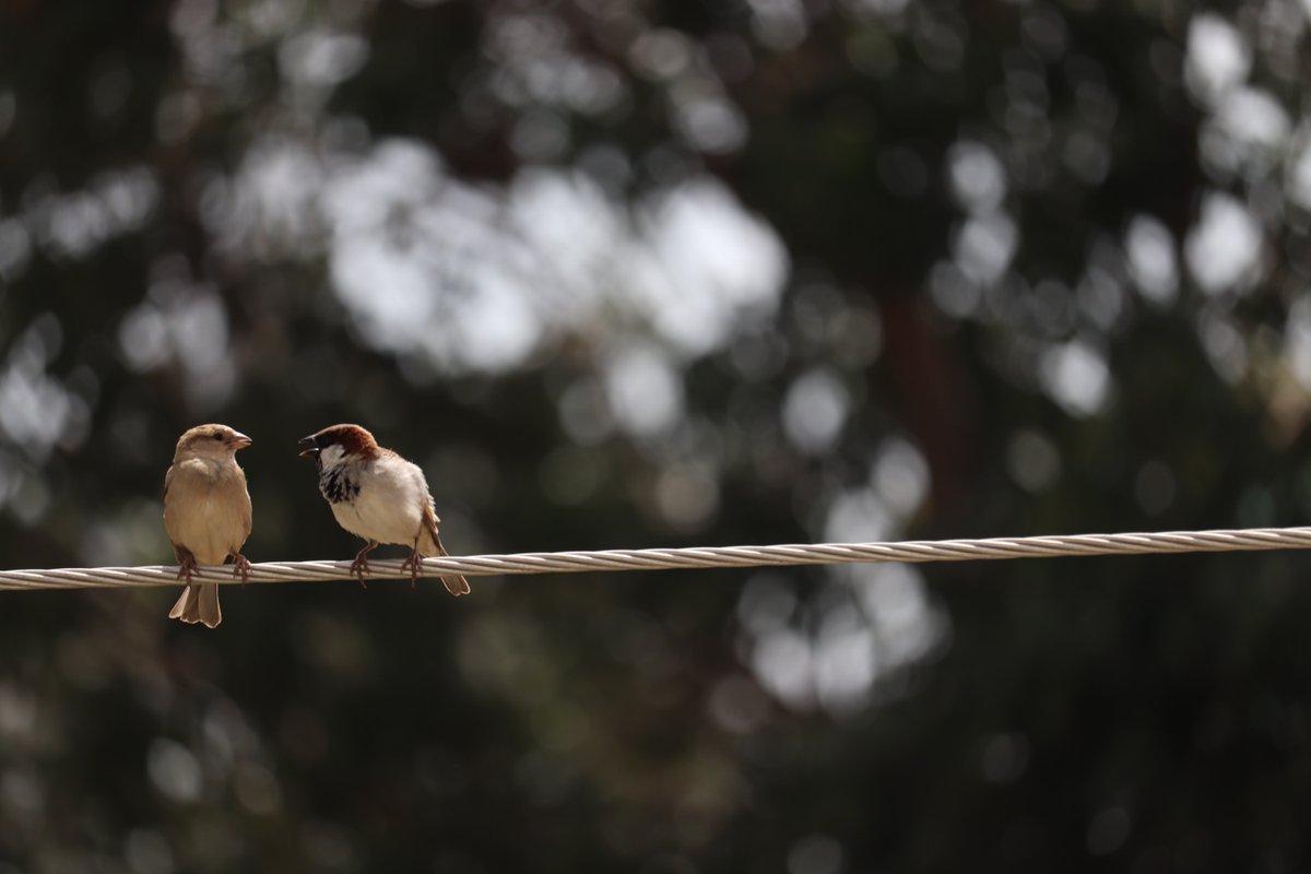 CHECAssoc's tweet photo. Birds may be able to touch powerlines, but you can't! Always stay 3 metres (6 feet) away from powerlines.  #RespectThePower #PowerlineSafety https://t.co/Ai9jooZUVB