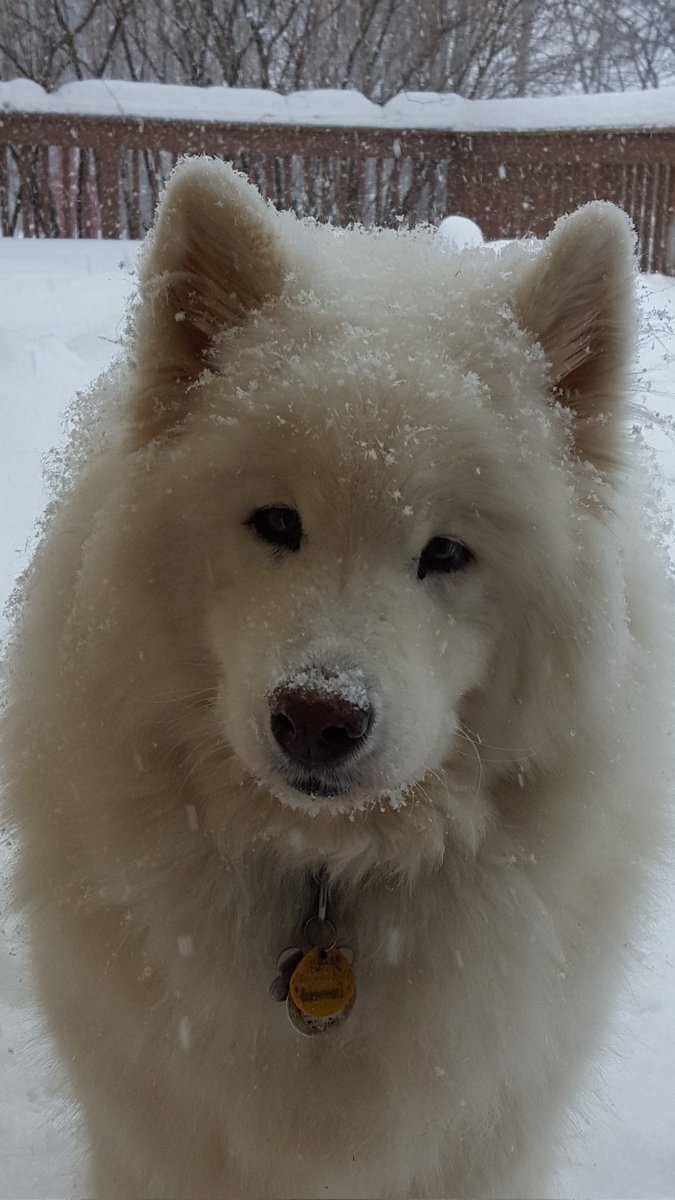LilytheSamoyed's tweet photo. Six months today without you, Lily. I miss you more than words can say. 😭💔 https://t.co/b8CwypvPXQ