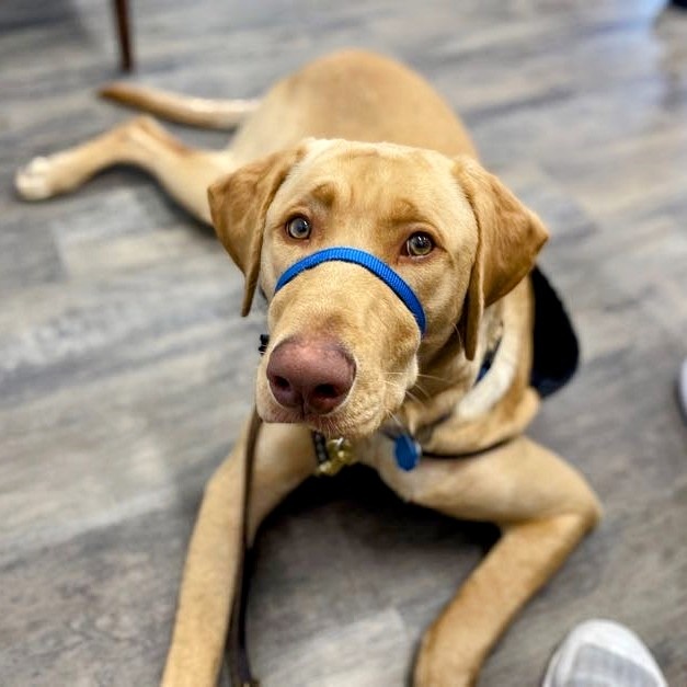 PAWServiceDogs's tweet photo. Ryder's eyes are this unusual, striking shade of hazel because he is a "champagne Lab." This color is not considered "correct" in show dogs; but for a working dog "no color is a bad color." We think he's pretty! What do you think? #PurebredGoodBoy #DogsOfTwitter https://t.co/KEjbDQjK4S