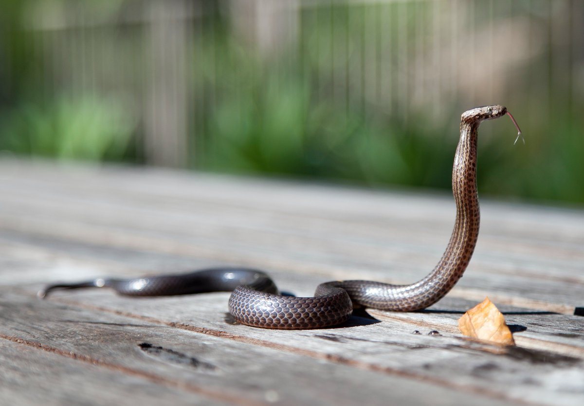 Même si la plupart des serpents sont inoffensifs, vous n'aimez pas forcément les voir passer près de votre terrasse, piscine, jardin ou habitation 🌳🏠🏊‍♀️
Chez Verlina, on ne propose que des produits pour les repousser, 🐍 et non les tuer ➡ verlina.com/83-repulsif-se…