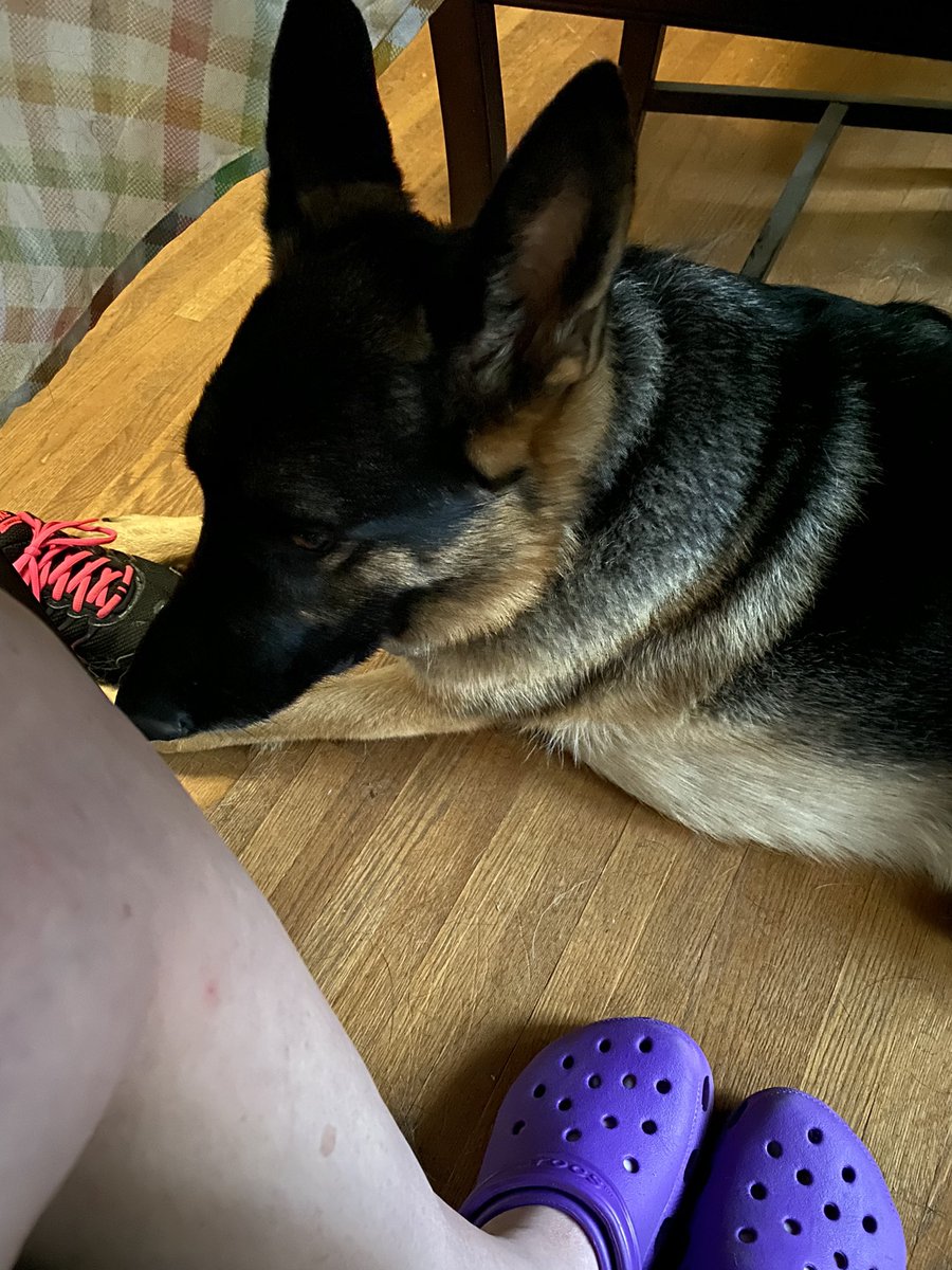 mlwright0925's tweet photo. When you are working from home and your German shepherd knows there’s a storm coming. #MomWillKeepMeSafe #RavenHatesThunder #IWillProtectYouTooMom #SensitiveEars #GSD https://t.co/GDA7v1qAbi