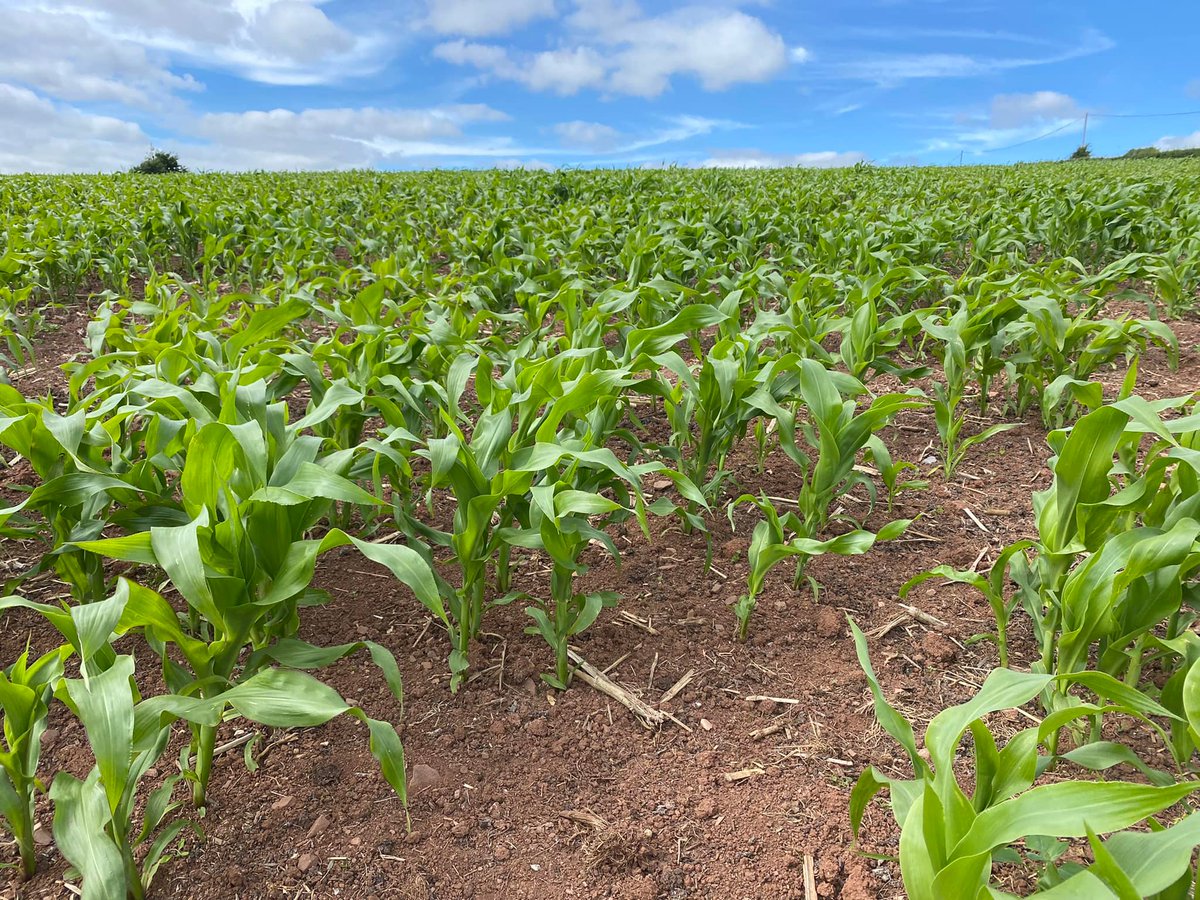 Pearce Seeds LLP tweet media