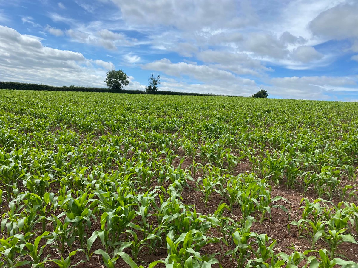 Pearce Seeds LLP tweet media