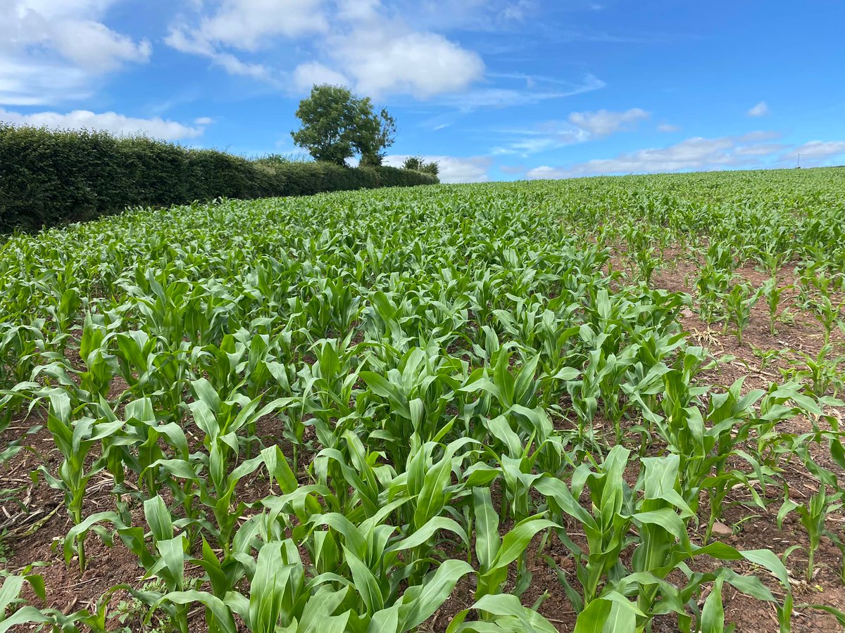 Pearce Seeds LLP tweet media