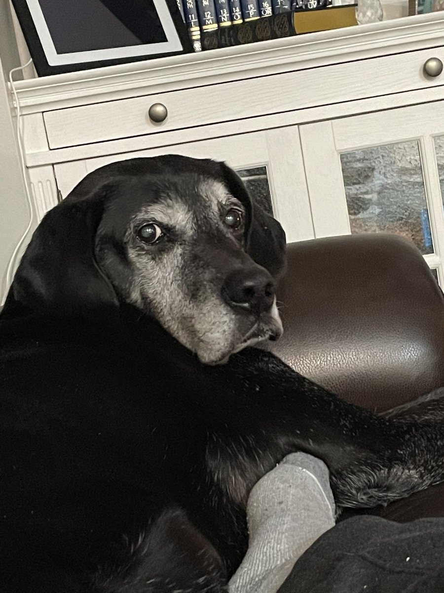 FaidedorFaded's tweet photo. I tried and tried and tried to get ready for this day, but no matter how much I tried, I couldn’t do it. My dog Max passed away this morning around 4 a.m. He was 14 years old. He was old and I understand it was his time but it’ll never not hurt. 

I love you buddy! Rest In Peace https://t.co/qfjtUNorPr