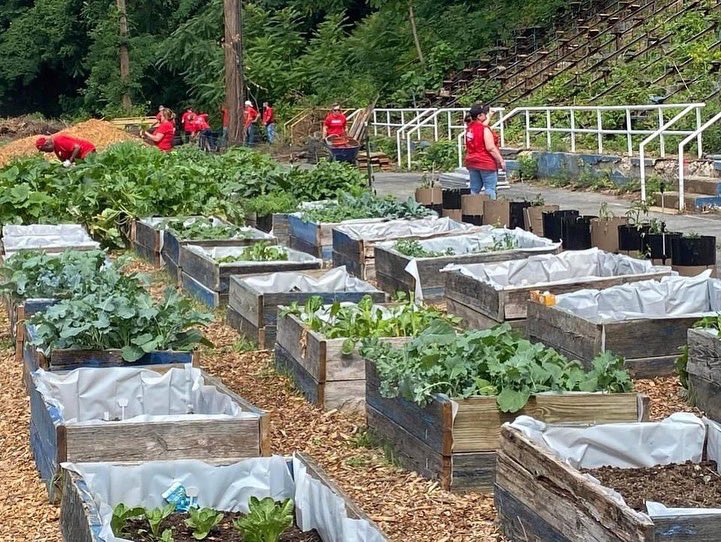 GnazzoPromotion's tweet photo. Fresh produce is on its way to the community this Summer! This is what 100 pounds of fresh veggies from @TheBridgeHBG looks like thanks to volunteers at @GiantFoodStores. Thanks for helping to nourish families in need.
#bleachergardenhbg #harrisburg #givingback #hungerprevention https://t.co/JFPYTXYpwa