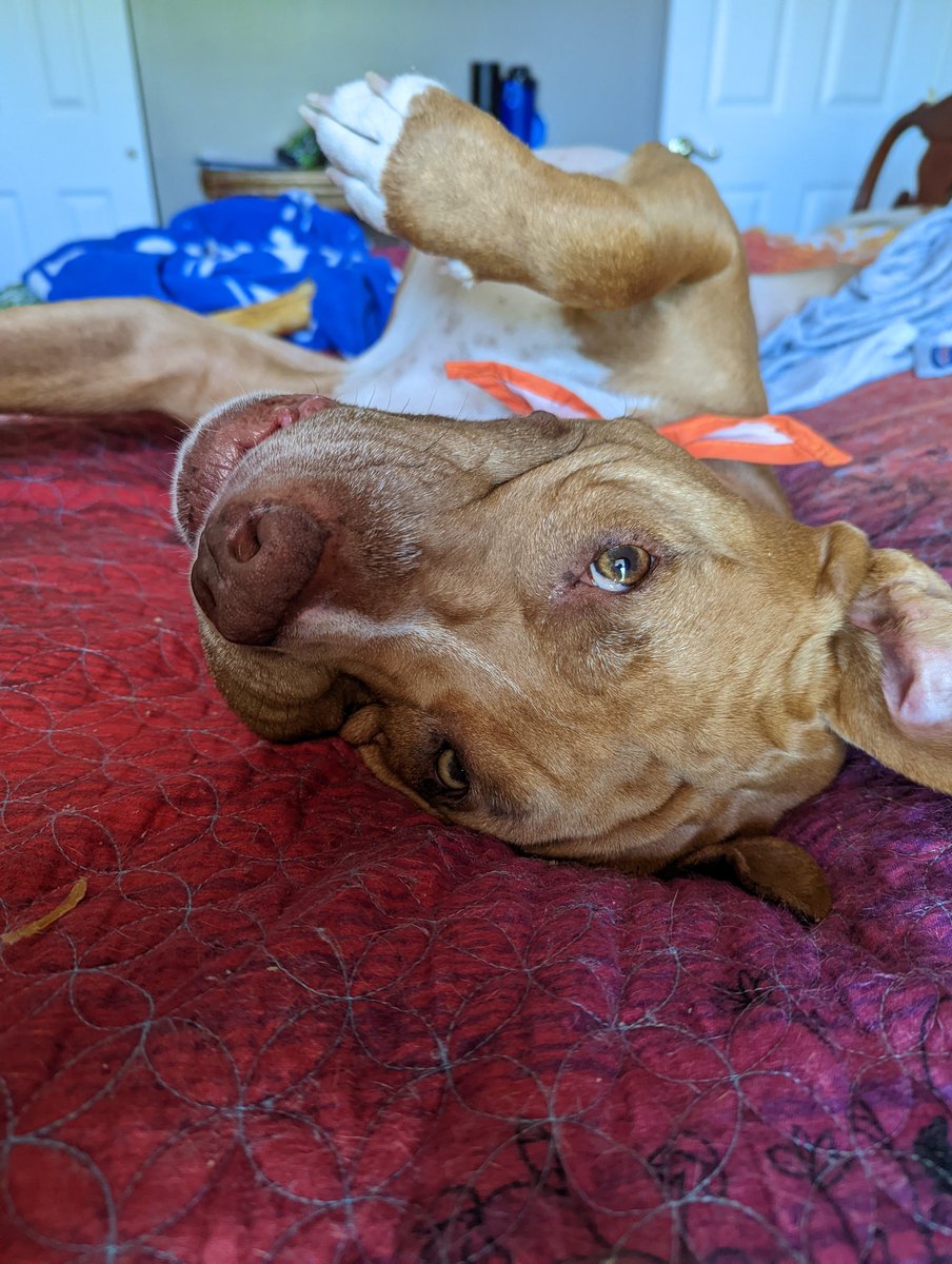 Willie says we're all taking too many things way too seriously 😝 #dogsarefamily