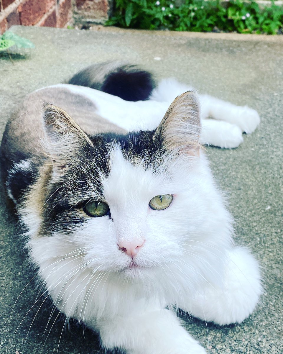 TobyTheCatUK's tweet photo. 🥵It’s still really hot outside but it started to rain a little…so I’m sat outside trying to cool down. #toohot #hotkitty #hotweather #cat #catlife #catlover #catsofinstagram #CatsOfTwitter #CatsOnTwitter #nottingham https://t.co/AFbn7w4EOI