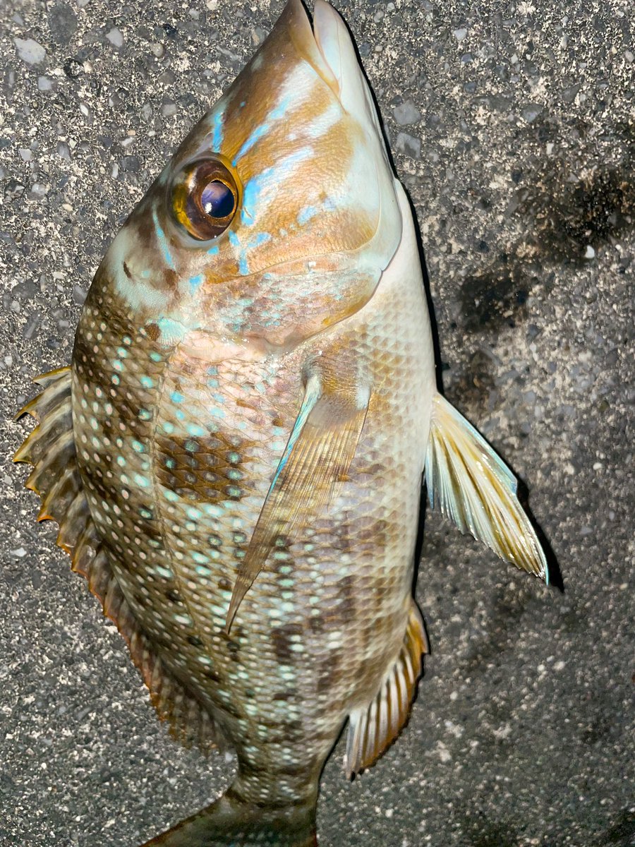 takeya__8's tweet photo. 久しぶりのタマン🐟

流して
ばちばち〜は楽しい

今日も最高な日でした！ https://t.co/KcHhD5A9JV