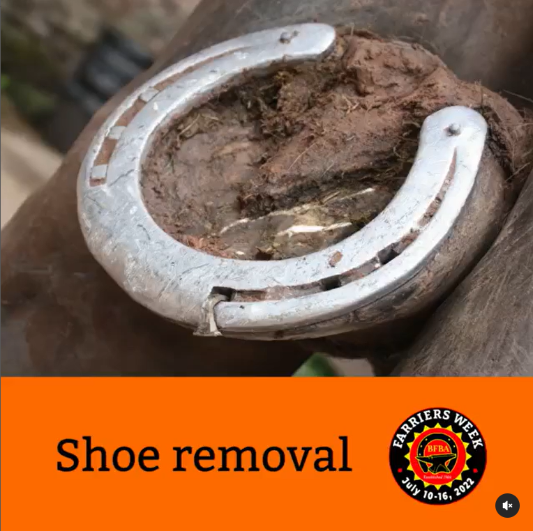 NationalEWC's tweet photo. Anyone who's had to remove a shoe in an emergency will know that the farrier makes it look easy! 

Here's a step-by-step guide from the British Farriers and Blacksmiths Association on how to safely remove a shoe ⬇️

📺https://t.co/im3eXXoYrr

#FarriersWeek https://t.co/dgWouhiZGm