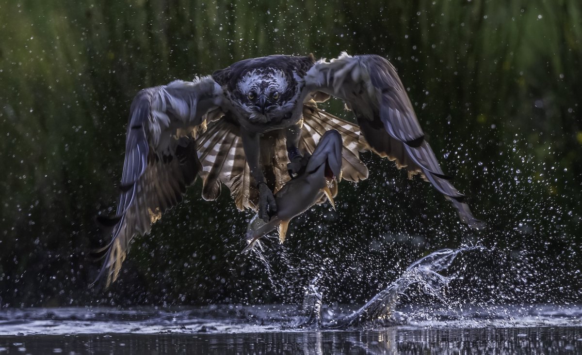My annual visit to Gordon's Osprey set-up @AviemoreOspreys never fails. Here's my favourite from this year's visit late in June. I like the bird's tartan kilt. #Osprey #birds #raptors #wildlifephotography #birdphotography