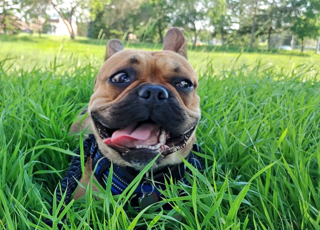 oscarindacity's tweet image. Derp 
#oscarindacity #DogsofTwittter #oscarondaroad