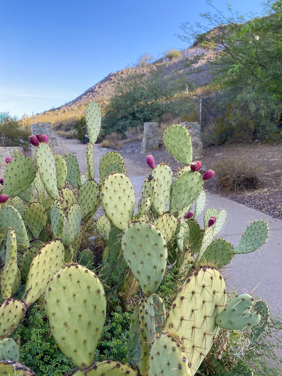 WSU_CHRO's tweet photo. Enjoying 🔥Tempe, AZ for @cupahr #ALP2022 😎 https://t.co/VgHdVRnCYk