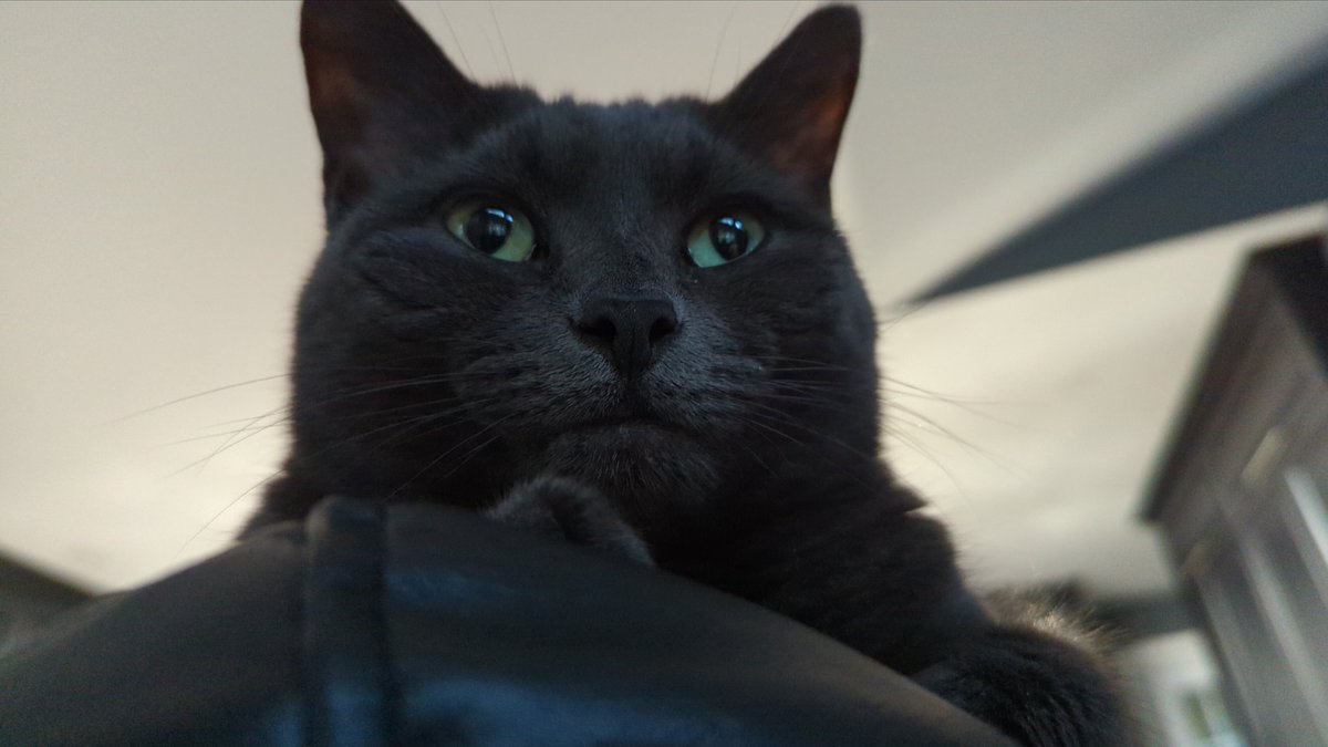 CNLalonde's tweet photo. Meows and meows outside my office during senate and then disappears for the rest of the day when I'm done. #jerkkitty #neverbeenfed #starving #lockedoutonpurposestilltooloud https://t.co/o4cIstgbwC