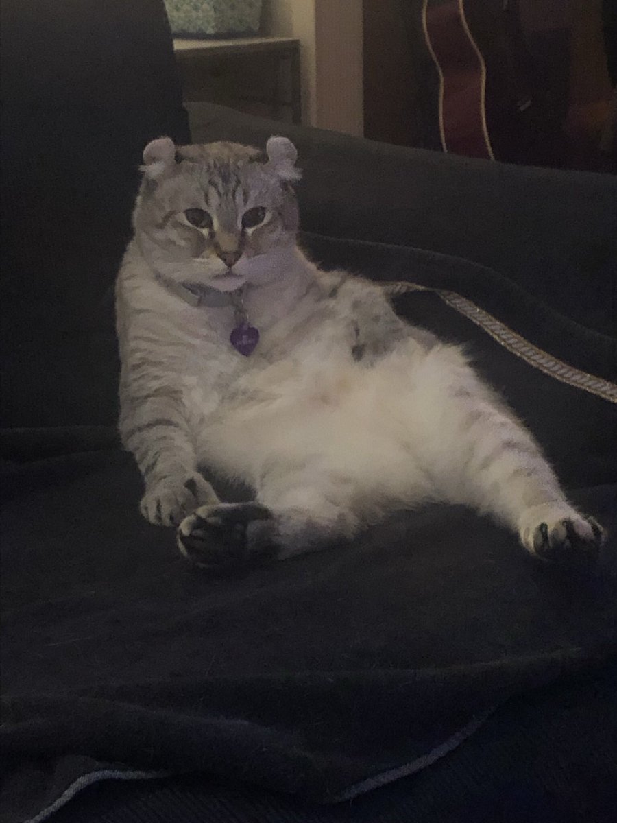 Brewskiethecat's tweet photo. #tuesdaytummy my floof is floofing #CatsOfTwitter #cutecats #catcleaning #catfloof #highlandlynx #polydactylcat https://t.co/cKqqzq1t7G