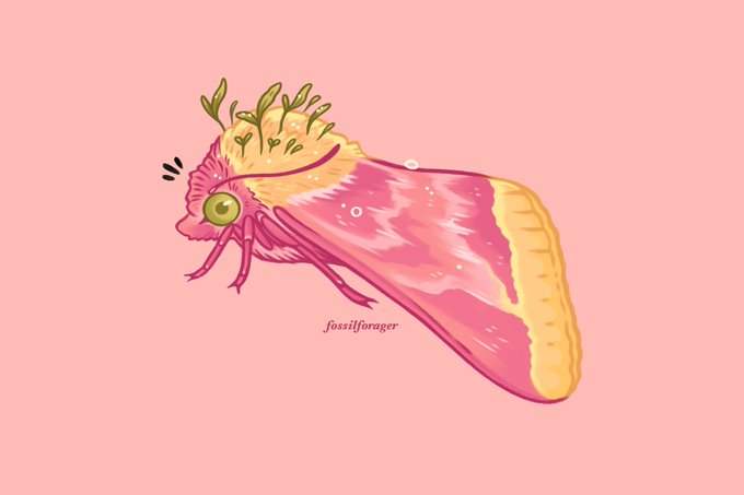 A primrose moth, Schinia florida 🌱✨ 
