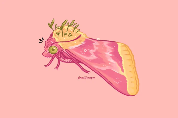 A primrose moth, Schinia florida 🌱✨ 