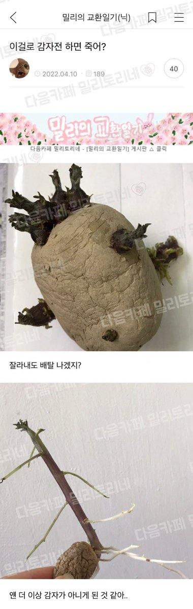 호학 이걸로 싸우다가 결국 먹고 응급실행 할듯,,,