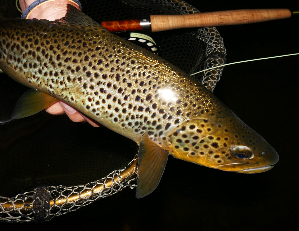 Paul Procter FlyFish (paulprocter) / Twitter