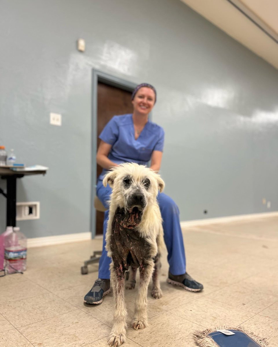 ParkerProjectSF's tweet photo. Meet RooRoo, she has a family that surrendered her with love so that she can heal and thrive. They did everything they could, but the Vet resources simply weren’t available to them. If you'd like to help with RooRoo's pain, conditions &amp; upcoming vet bills https://t.co/0QBaTo0kzg https://t.co/1adsB1kvcy