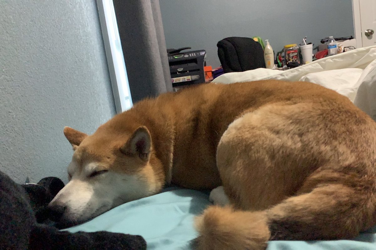 pointygrill's tweet photo. dog lyfe https://t.co/oNsXPFcfm4