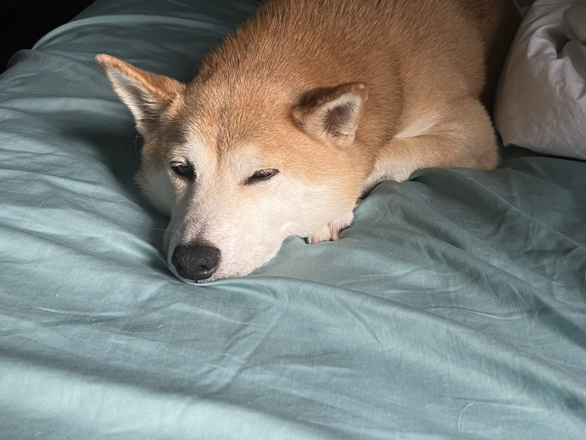 pointygrill's tweet photo. dog lyfe https://t.co/oNsXPFcfm4