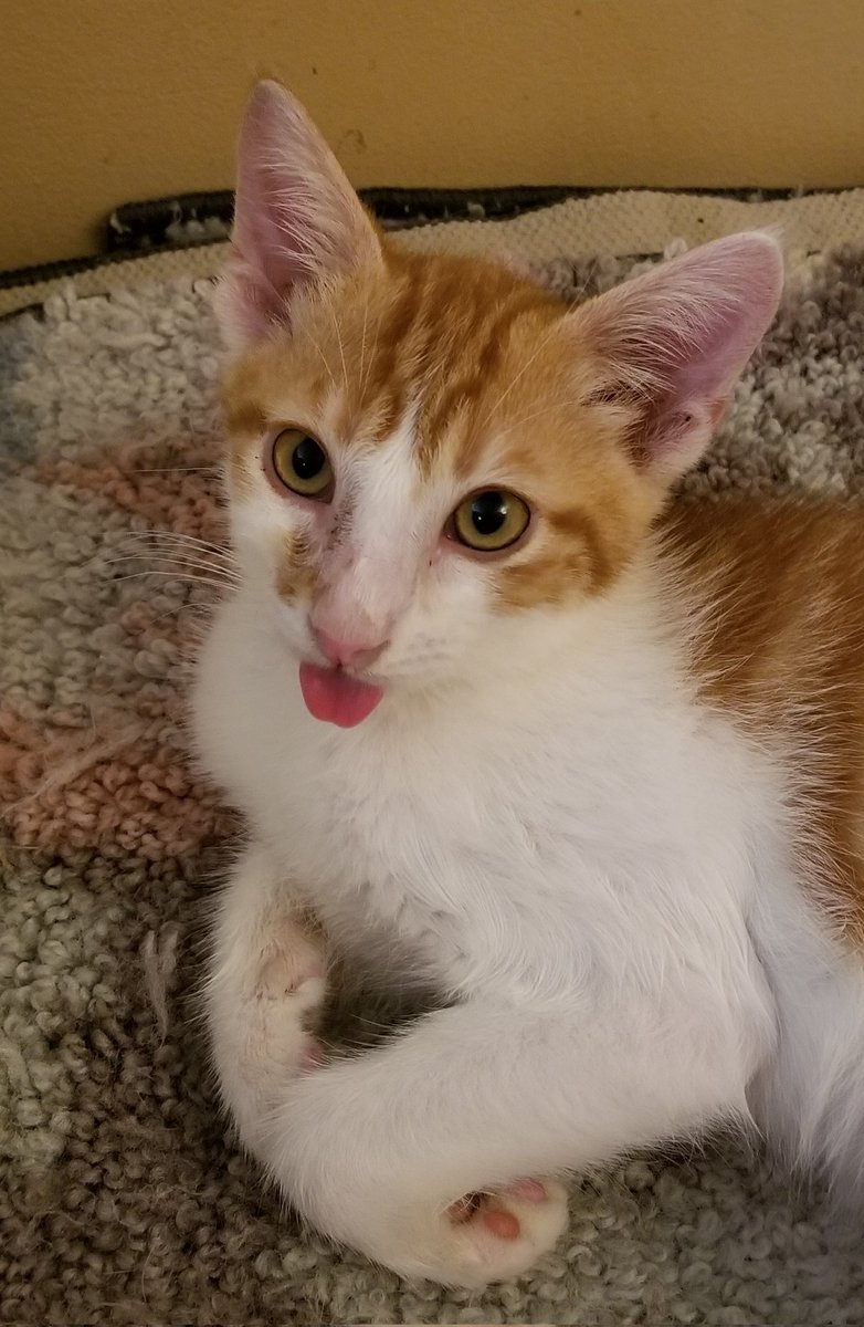 Well, it is tongue out Tuesday.