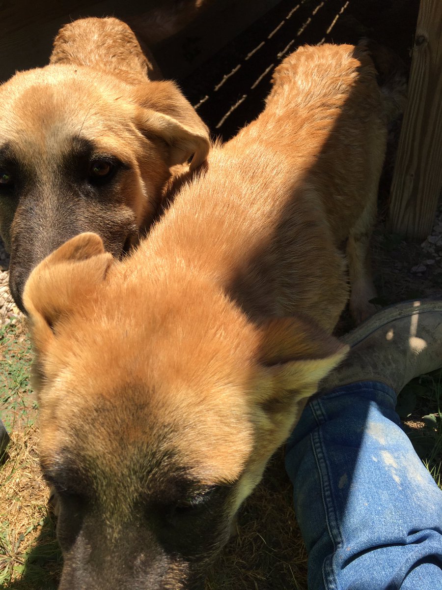 TwuThanks's tweet photo. If anyone around DFW wants to home these dogs or knows someone who can lmk https://t.co/QHML2eQnam