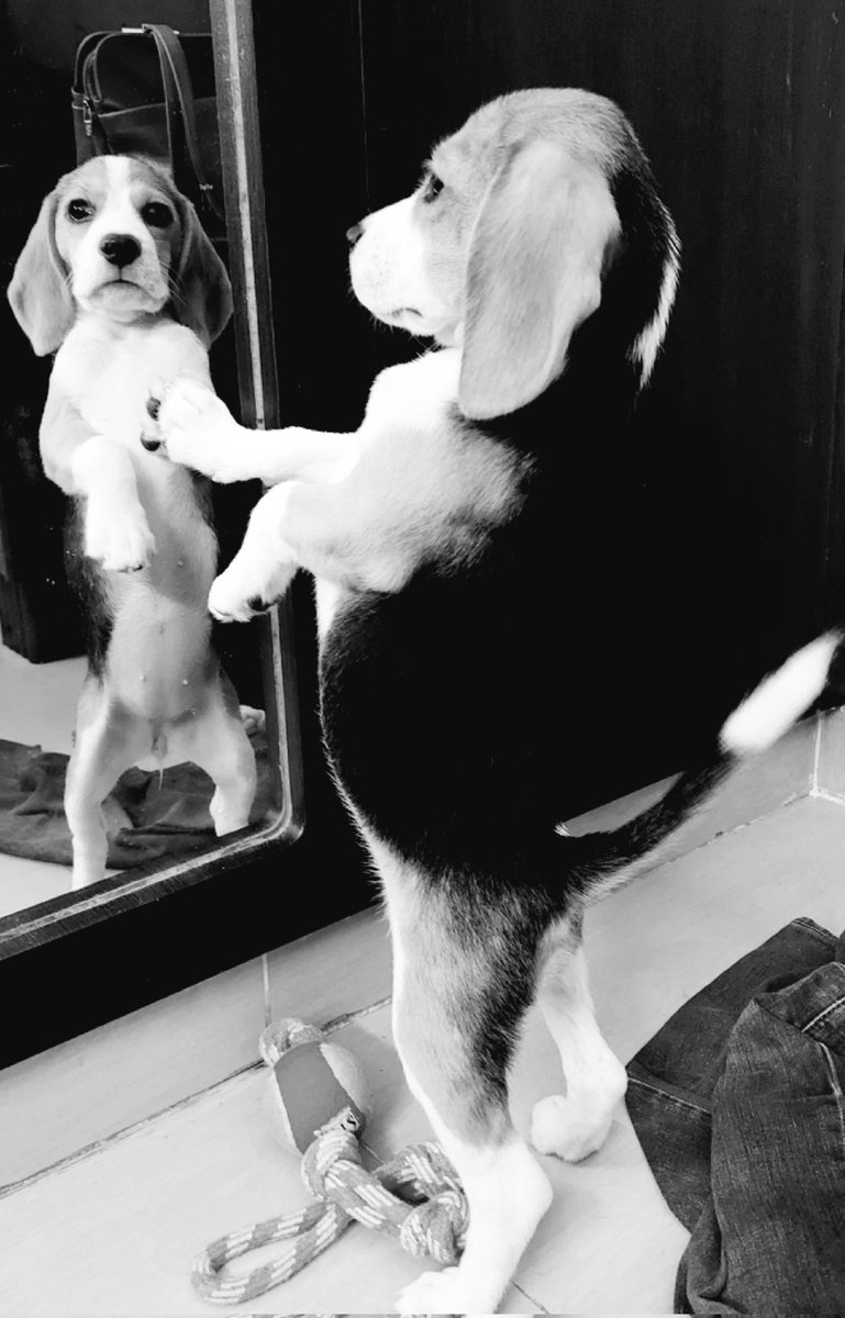 BeagleToffee's tweet photo. Whoa!!! Haven't I become tall? Remember my earlier pic looking into mirror?

#toffeethebeagleprincess #beagle #doggy #dogfun #dogsoftwitter https://t.co/XTns3vZZtu