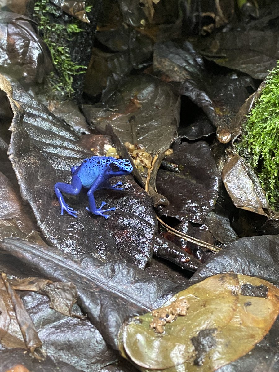 BvgaScience's tweet photo. Blue poison dart frog https://t.co/zCZ3oyYaQN