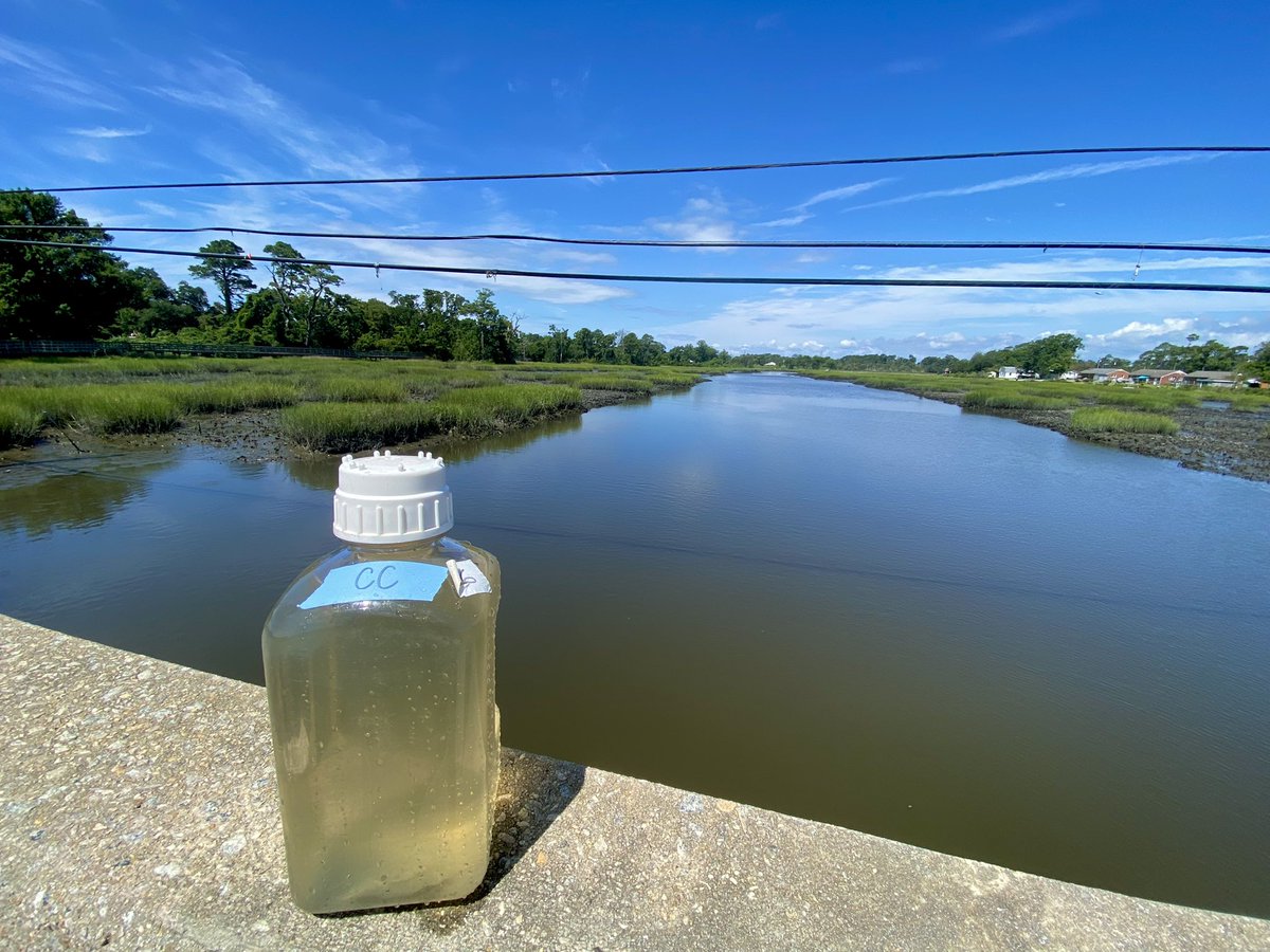 Chelsea_B_UNC's tweet photo. After a weekend of heavy rain in #EasternNC, the skies opened up so we could get out and see how all that runoff affects the Newport River #watershed. 
Enjoy these headshots of my samples and the incredible spaces I’ve visited biweekly for the last year+. #PiehlerPosse https://t.co/lXlqPVhuPK